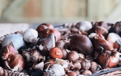Bloembollen planten met Allerheiligen