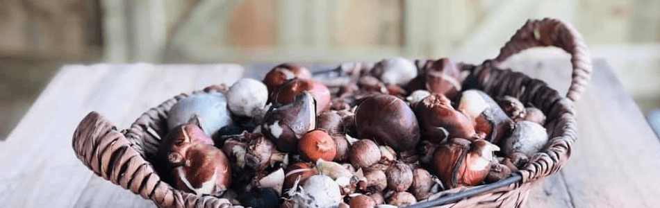 Bloembollen planten met Allerheiligen